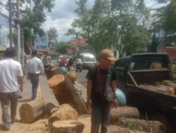 UPTD ALUN -ALUN DADAHA DISPORABUDPAR TEBANG BEBERAPA POHON MAHONI