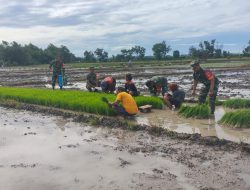 Tingkatkan Hasil Panen, Babinsa Kodim Boyolali Dampingi Petani