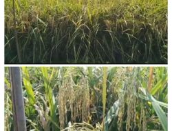 Masyarakat Kecamatan Dolok Masihul Puas Dengan Hasil Panen Raya Padi Dimusim Penghujan.