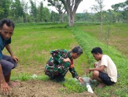 Babinsa Modung, Uji Coba Mesin Pompanisasi Di Lahan Persawahan