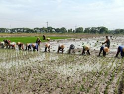 Musim Tanam Tiba, Babinsa Aktif Turun ke Sawah