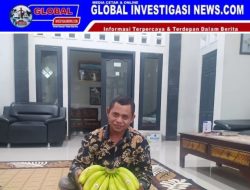 Waoooo, Walau Masih Pemula, Petani Dari Desa Pontang Sukses. Dengan Menanam Buah Pisang Cavendish, Pemasarannya Bisa Tembus Diseluruh Indonesia.