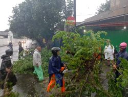 Gercep…!!! Babinsa Keprabon Bersama BPBD, Linmas Dan Warga Masyarakat Evakuasi Pohon Tumbang