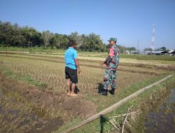 Babinsa Klego Ajak Petani Desa Karangmojo Untuk Percepat Masa Tanam