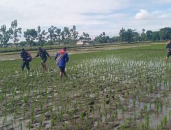 Bantu Pupuk Padi, Upaya Babinsa Dukung Ketahanan Pangan Di Wilayah