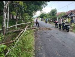 Polisi Datangi TKP Seorang Warga Meninggal Dunia Akibat Tertimpa Pohon Tumbang di Way Tuba Asri.