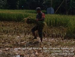 Bentuk Kepedulian Pada Warga Binaan, Babinsa Kamal Bantu Petani Panen Padi