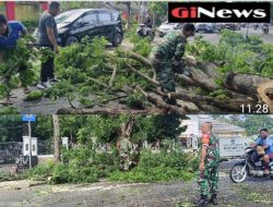 Cegah Pohon Tumbang di Musim Penghujan, Koramil Pujut Bersama Pemerintah Kecamatan Lakukan Pemangkasan