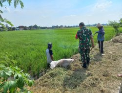 Babinsa Sawit Bersama Petani Galakkan Gropyokan Hama Tikus