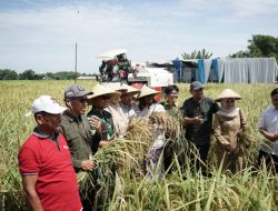 Dukung Ketahanan Pangan, Dandim 0814/Jombang Hadiri Panen Budidaya Padi