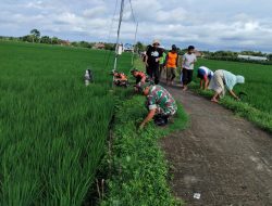 Moment Aparat dan Petani Gropyokan Hama Tikus di Desa Kedungupit, Sragen