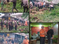 BPBD, Lurah, dan Tim Gabungan Atasi Pohon Tumbang di jalan Singapore Kota Pangkalpinang.