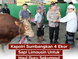 Kapolri Jenderal Polisi Drs. Listyo Sigit Prabowo, M.Si Sumbang 4 Ekor Sapi kepada Dapur Taufik Sekumpul