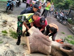 Babinsa Bersama BNPB Dan Warga Evakuasi Pohon Tumbang