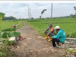 Babinsa Simo Terjun Ke Sawah Bantu Berantas Hama Keong