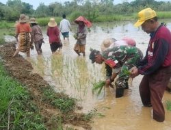 Babinsa Dampingi Petani Tanam Padi Sukseskan Hanpangan