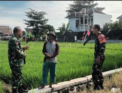 Dukung Ketahanan Pangan Wilayah, Danramil 01/Laweyan Survei Lokasi Pertanian di Wilayah Binaan