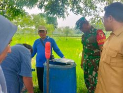 Antisipasi Hama Wereng, Babinsa Modung Melakukan Pendampingan Ke Petani