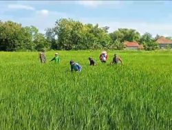 Kendalikan Gulma, Babinsa Bantu Petani Melakukan Penyiangan