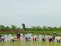 Babinsa Koramil Arosbaya Dampingi Petani Dalam Penanaman Padi di Desa Lajing