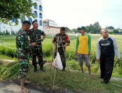 Dukung Ketahanan Pangan Wilayah, Babinsa Sumber Bersama BPS Dan PPL Laksanakan Pengubinan Padi