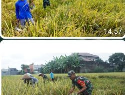 Sukseskan Ketahanan Pangan Nasional, Kodim 0735/Surakarta Laksanakan Panen Raya Padi