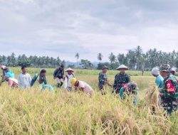 Dandim 1315/Kabupaten Gorontalo dan Masyarakat Gelar Panen Raya Padi Dalam Rangka Ketahanan Pangan Nasional
