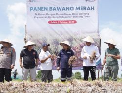 Panen Raya Bawang Merah, Pj. Gubernur Babel Apresiasi Komitmen PT. Timah  Dalam Wujudkan Ketahanan Pangan Daerah.