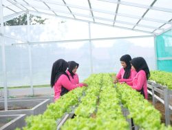Bhayangkari Polres Tabalong Kelola Pekarangan Pangan Lestari dengan Green House untuk Ketahanan Pangan
