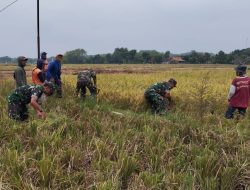 Inilah Upaya Babinsa Dalam Membantu Petani Panen Padi