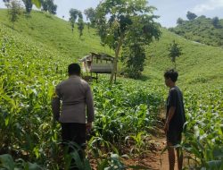 Menoleh Kunjungan Bhabinkamtibmas Polsek Dompu Ke Lahan Jagung Petani.