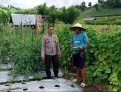 Sukseskan Program Ketahanan Pangan Nasional, BKTM Manggenae Rutin Pantau Lahan Jagung dan Tomat Petani.