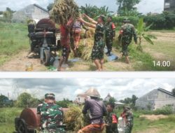 Sukseskan Ketahanan Pangan, Pasiter Kodim 0735/Surakarta Bersama Anggota Koramil 01/Laweyan, Bantu Petani Panen Padi