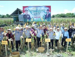 Kapolda Sulsel Panen Jagung di Bulukumba dalam Program Ketahanan Pangan