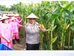 Polres Pelabuhan Tanjung Perak Ajak Mahasiswa Panen Jagung di Tambak Wedi, Dalam Rangka Swasembada Pangan