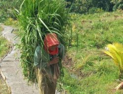 Senangnya Warga Desa Kalinanas Sebagian Jalan Sudah Bisa Digunakan