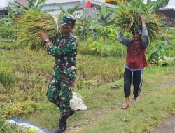 Kodim Surakarta Sukses Gelar Panen Raya Padi Dukung Ketahanan Pangan