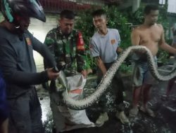 Gercep…!!! Babinsa Kampung Baru Bersama Petugas Damkar Berhasil Evakuasi Penemuan Ular Piton di Pemukiman Warga