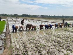 Babinsa Turun Sawah Mendampingi Petani Menuju Panen Raya