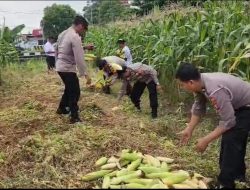 Panen Jagung Tahap 4 : Polres Pelabuhan Tanjung Perak Terus Dukung Ketahanan Pangan