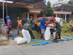 Babinsa Koramil Gesi Gotong Royong Bantu Panen Padi Warga