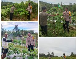 Inovasi Bhabinkamtibmas Polsek Kurun Bripka Ahmad Syaiful Anwar Bikin Kebun Pertanian Sayur-sayuran di Kuala Kurun