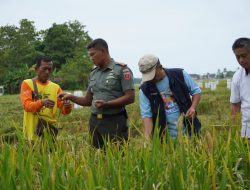 Dandim 1403/Palopo Turun Langsung Dampingi Petani dalam Panen Raya di Kelurahan Mawa