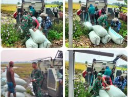 Babinsa Nogosari Bantu Bulog Serap Gabah Petani Jeron