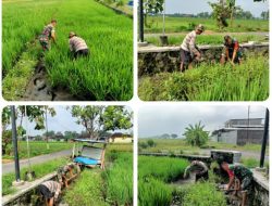 Babinsa Sawit Bantu Petani Desa Tegalrejo Rawat Padi