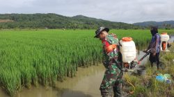 Babinsa Desa Mantadulu Luwu Timur Bantu Petani Lakukan Penyemprotan Hama Tanaman Padi