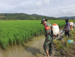 Babinsa Desa Mantadulu Luwu Timur Bantu Petani Lakukan Penyemprotan Hama Tanaman Padi