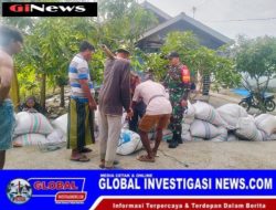 Babinsa Jajaran Kodim Loteng Dampingi Bulog Serap Puluhan Ton Gabah Petani di Loteng