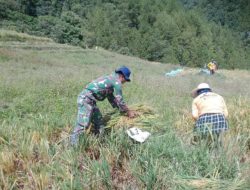 Babinsa Sertu Murni Dampingi Panen Padi Tradisional di Rongkong, Hasilkan 1,1 Ton Gabah