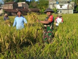 Lakukan Pengubinan, Babinsa Banjarsari Bersinergi Untuk Meningkatkan Produksi Padi